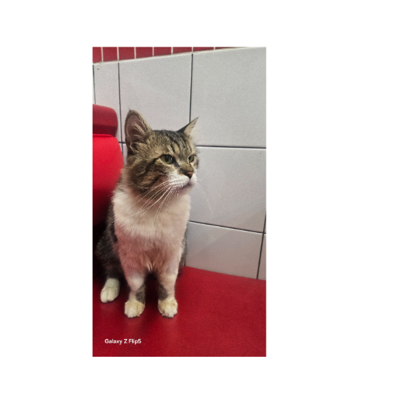 cartel de gato perdido