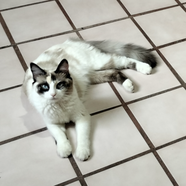 cartel de gato perdido