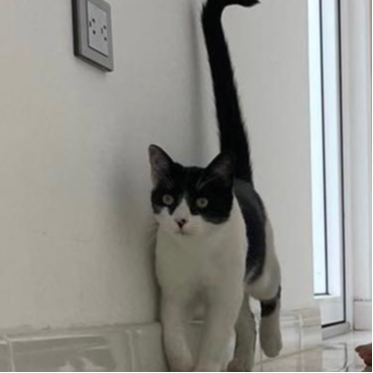 cartel de gato perdido
