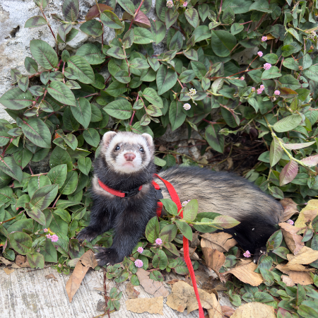 cartel de otro perdido