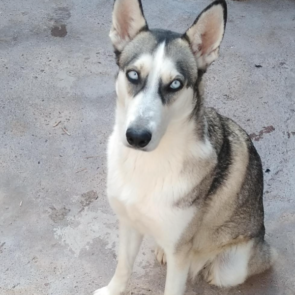 cartel de perro en_adopcion