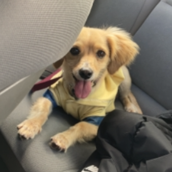 cartel de perro en_adopcion