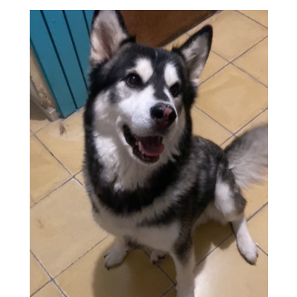 cartel de perro en_adopcion