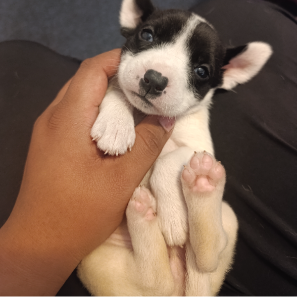 cartel de perro en_adopcion