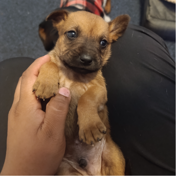 cartel de perro en_adopcion