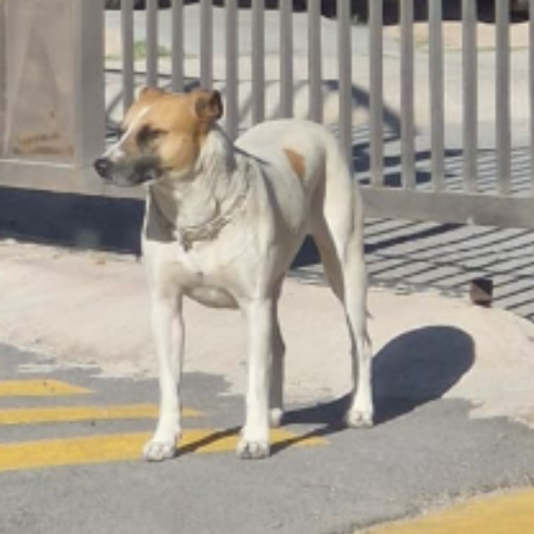 cartel de perro en_adopcion