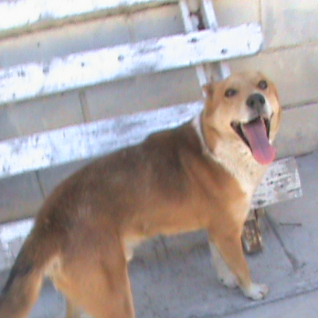 cartel de perro en_adopcion