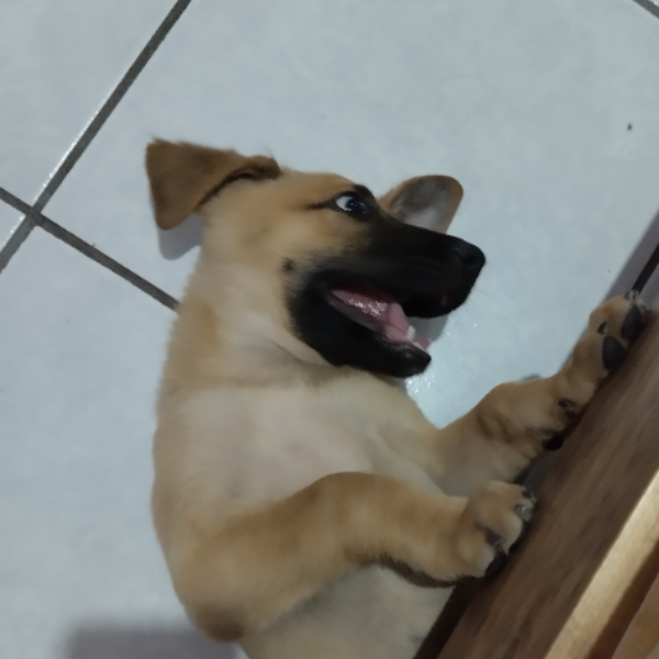 cartel de perro en_adopcion