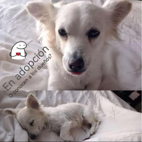 cartel de perro en_adopcion