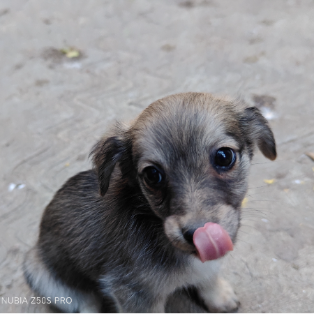 cartel de perro en_adopcion