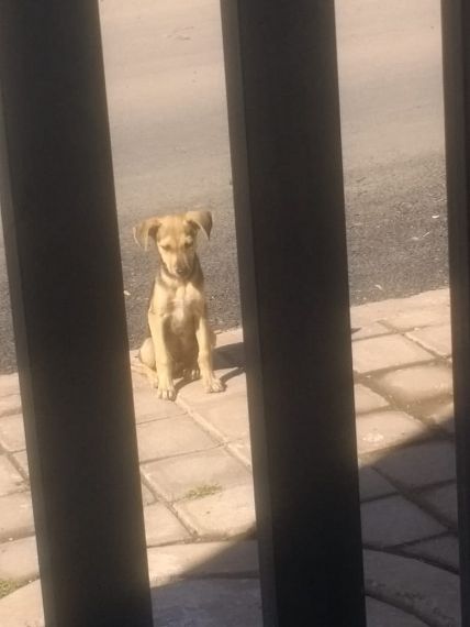 cartel de perro en_adopcion