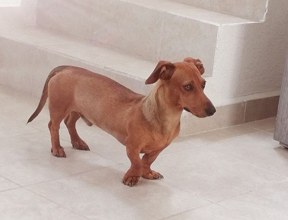 cartel de perro en_adopcion