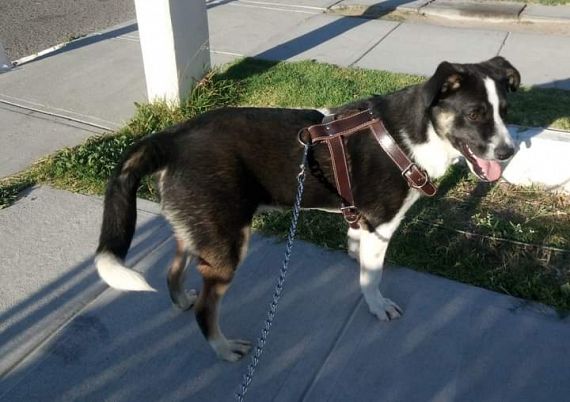 cartel de perro en_adopcion