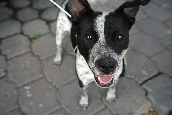 cartel de perro en_adopcion