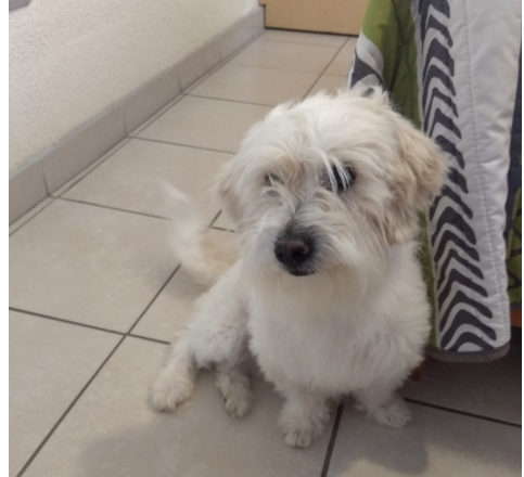 cartel de perro en_adopcion