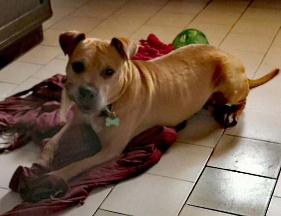 cartel de perro en_adopcion