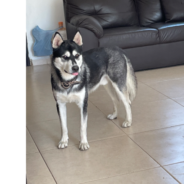 cartel de perro en_adopcion