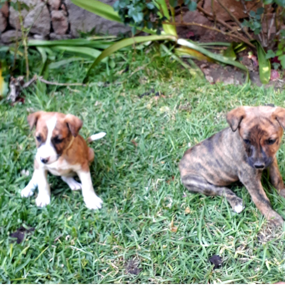 cartel de perro en_adopcion