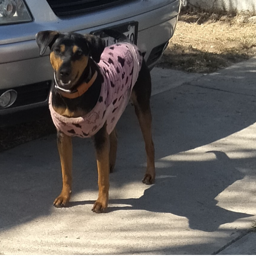 cartel de perro en_adopcion
