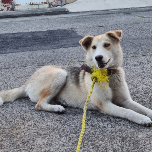 cartel de perro en_adopcion