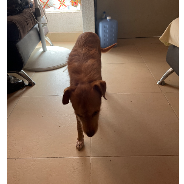 cartel de perro en_adopcion