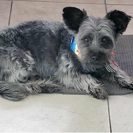 cartel de perro en_adopcion