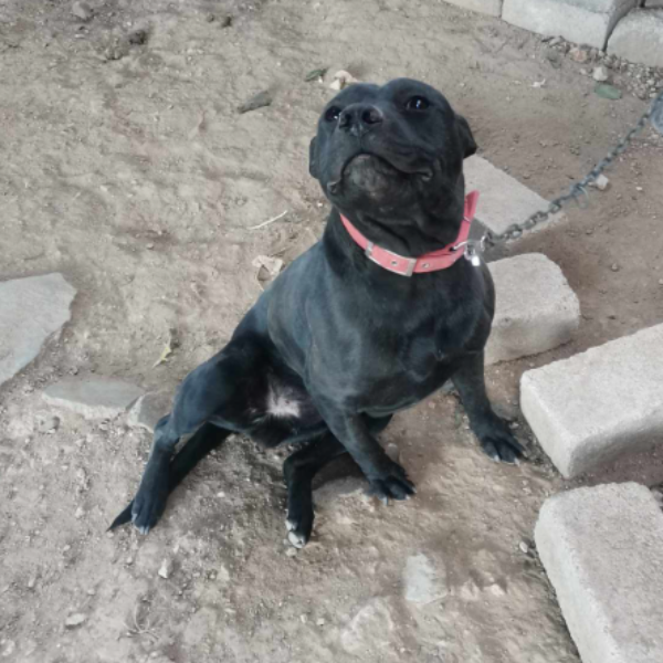 cartel de perro en_adopcion