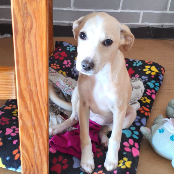 cartel de perro en_adopcion