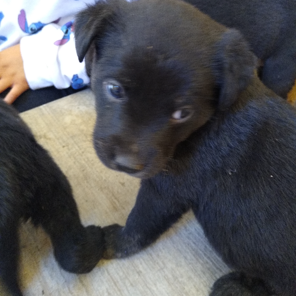 cartel de perro en_adopcion