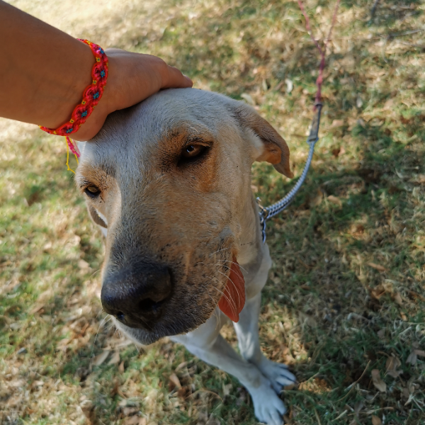 cartel de perro en_adopcion