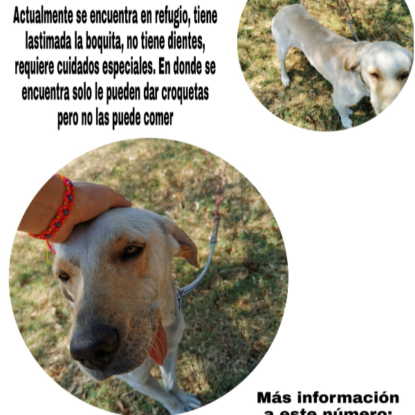 cartel de perro en_adopcion