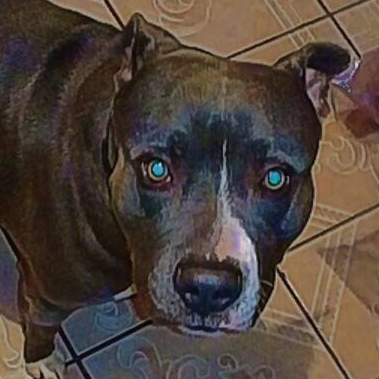 cartel de perro en_adopcion