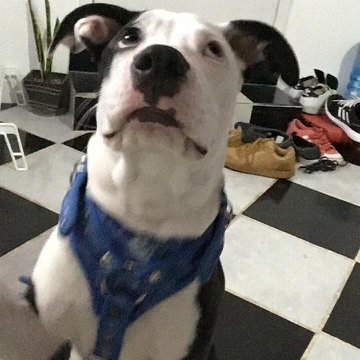 cartel de perro en_adopcion