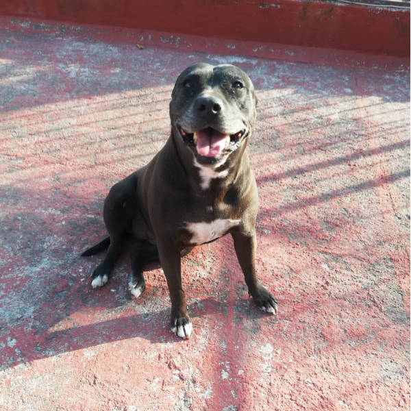 cartel de perro en_adopcion