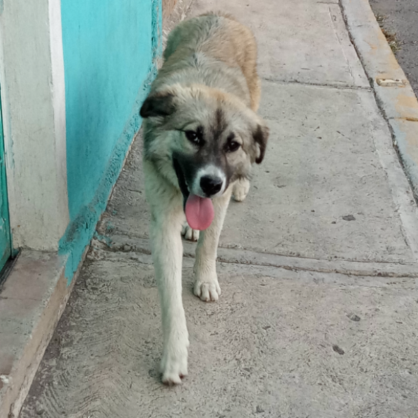 cartel de perro en_adopcion