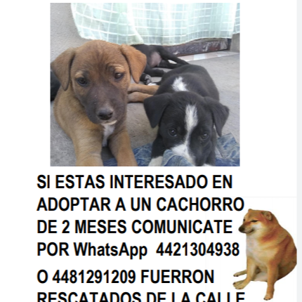 cartel de perro en_adopcion