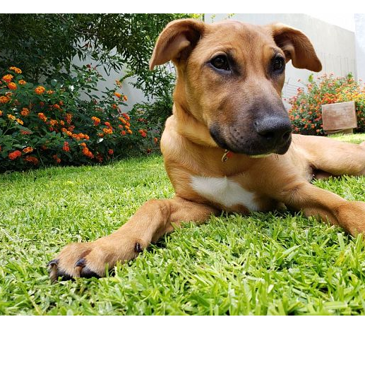 cartel de perro en_adopcion