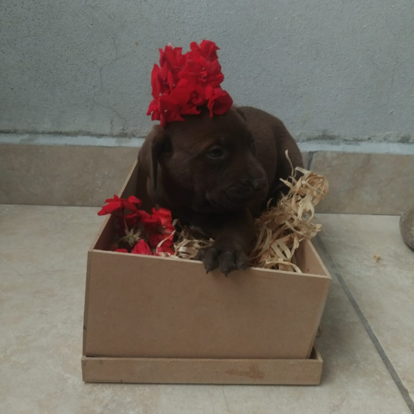 cartel de perro en_adopcion