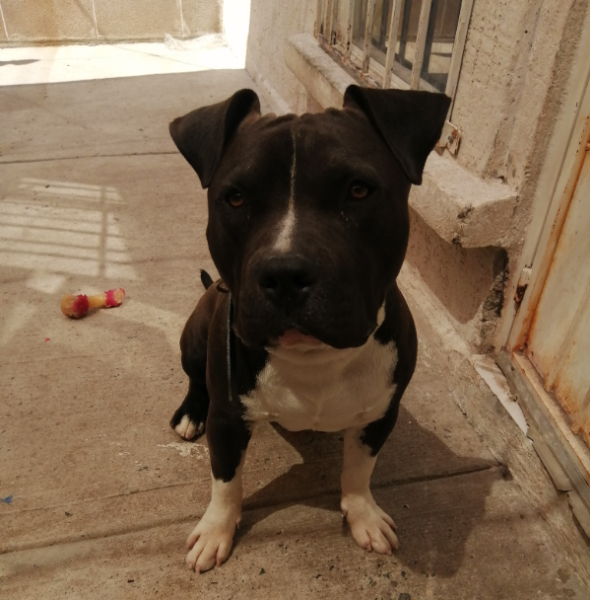 cartel de perro en_adopcion