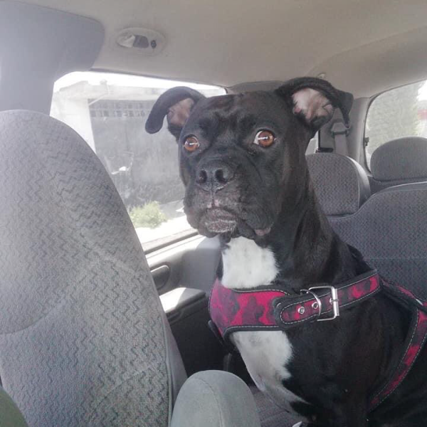 cartel de perro en_adopcion