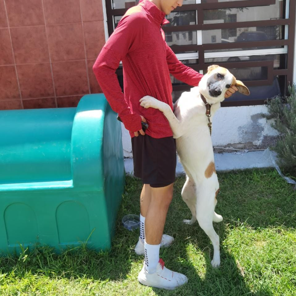 cartel de perro en_adopcion