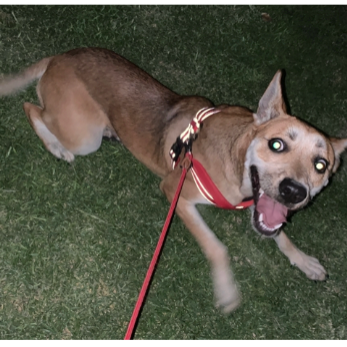 cartel de perro en_adopcion