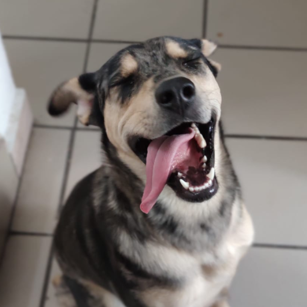 cartel de perro en_adopcion