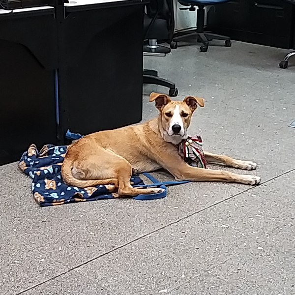 cartel de perro en_adopcion