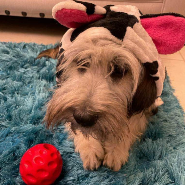 cartel de perro en_adopcion