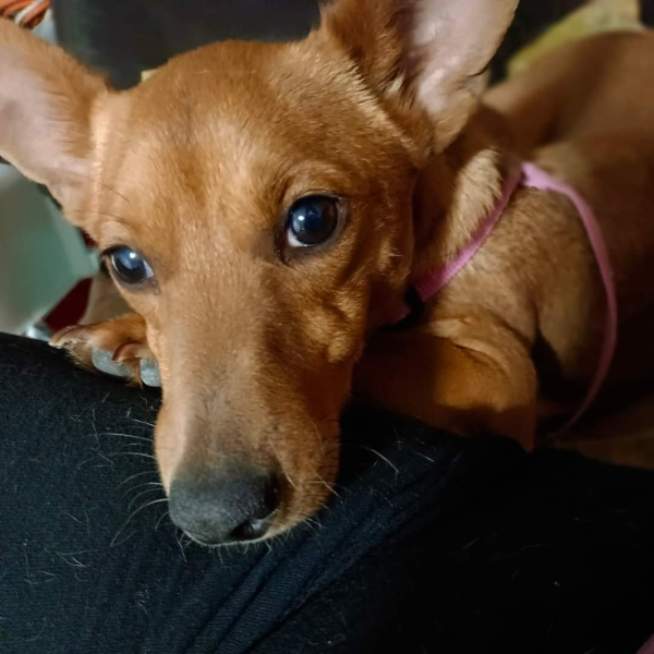 cartel de perro en_adopcion