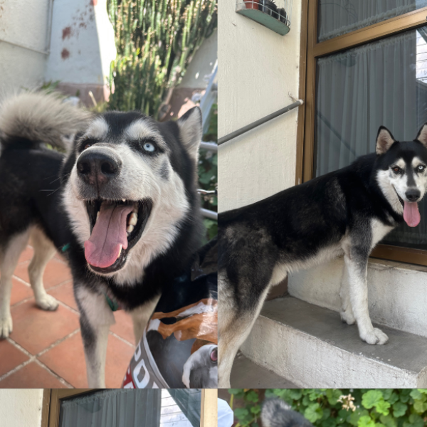 cartel de perro en_adopcion