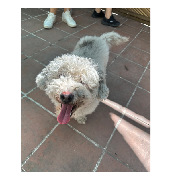 cartel de perro en_adopcion