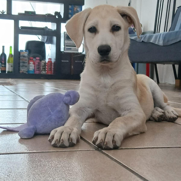 cartel de perro en_adopcion