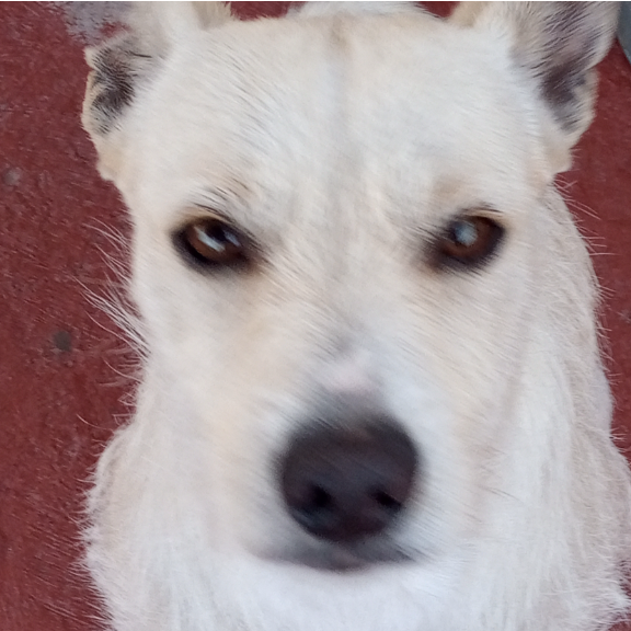 cartel de perro en_adopcion